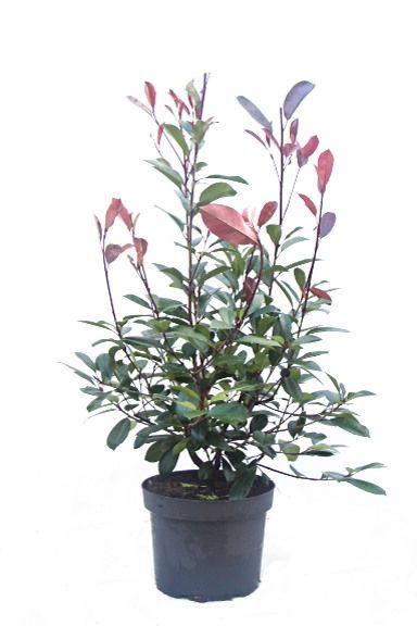 Glanzmispel Photinia Fraseri Red Robin (Ballen)