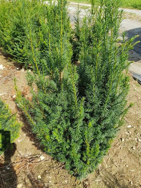 Eibe Taxus baccata (Ballen)