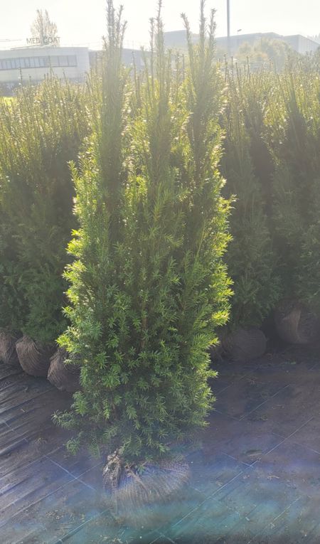 Eibe beerenlos, Taxus media Hillii Rising Star (Ballen)