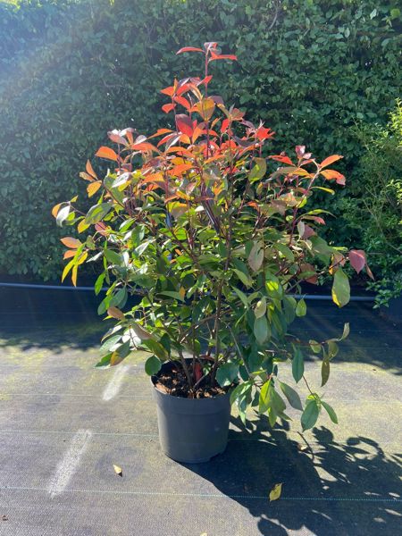 Glanzmispel Photinia Fraseri Sommer Hit (Container)