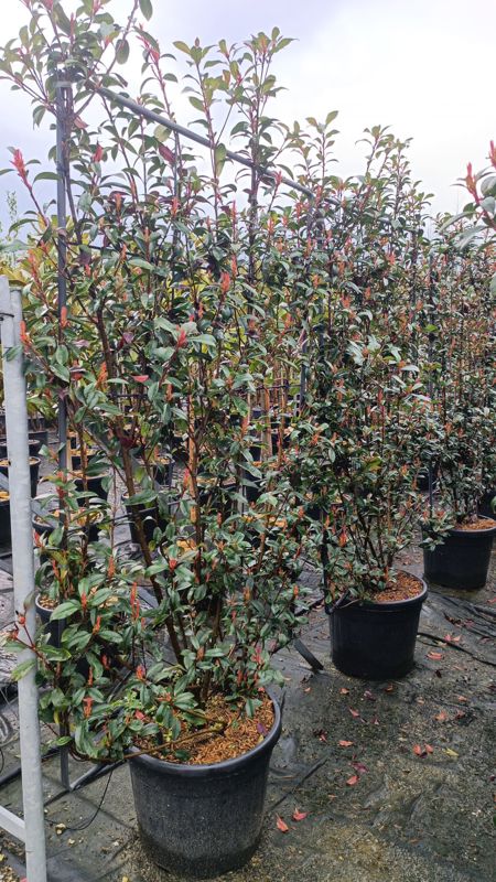 Photinia robusta Compacta (Little Red Robin) (Carre Rouge)